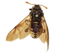   Cimbex  sp. female dorsal habitus; photo by J. Orr, WSDA 
